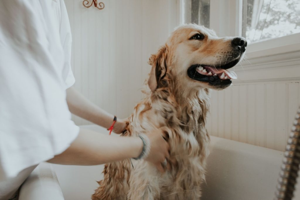 Pet groomer washing a dog in a bath tub