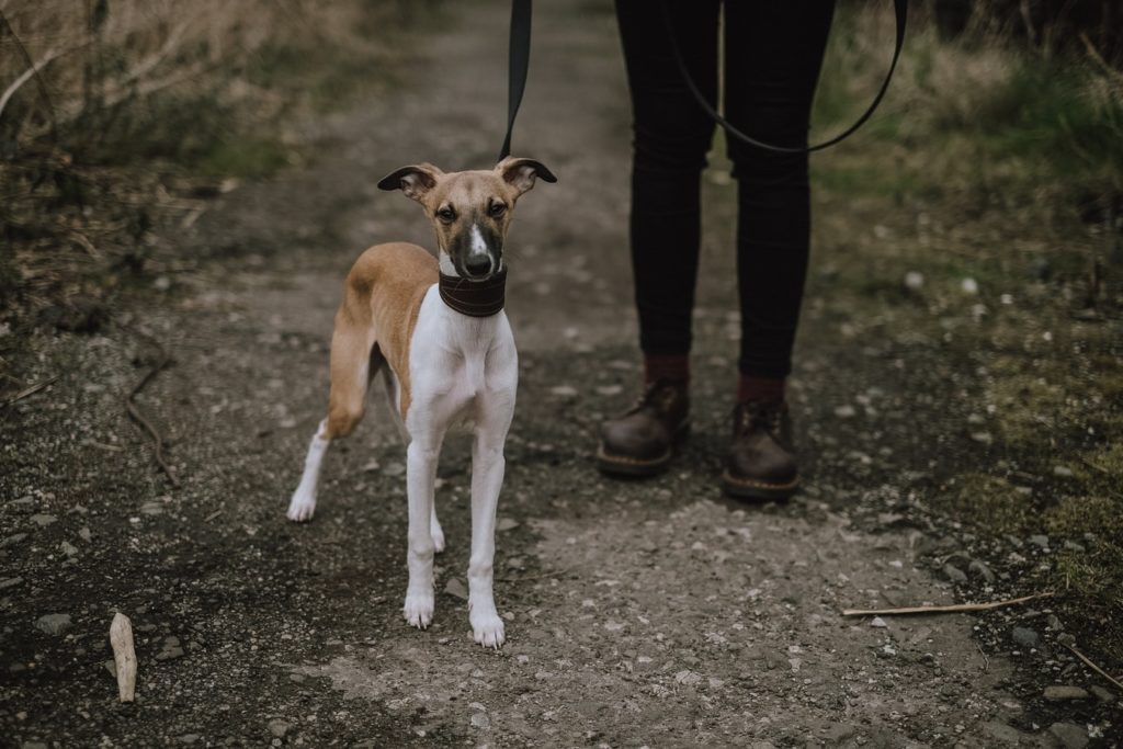 Dog walker with a slim dog on a leash in the park