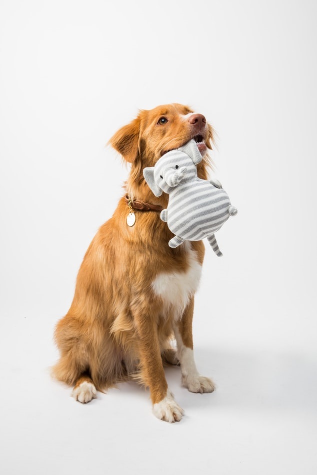 Dog holding a stuffed animal in its mouth while sitting