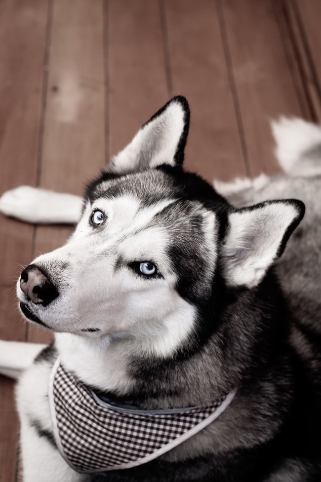 Husky looking up while lounging on the floor