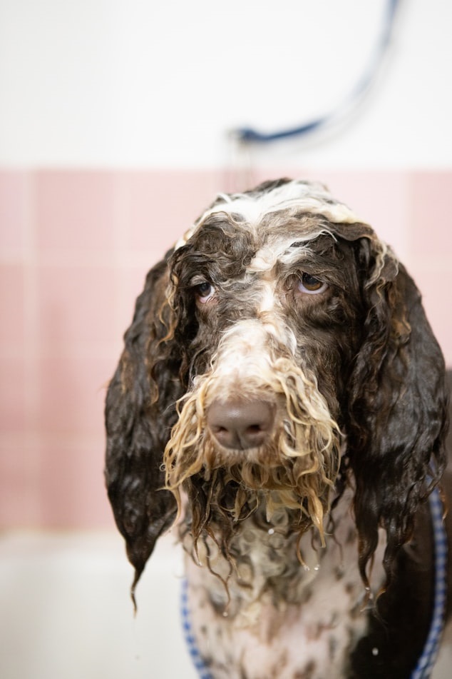 Wet dog that was just washed looking at camera