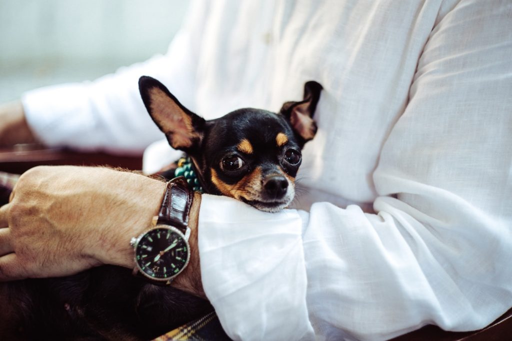 Small dog sitting in a man's lap