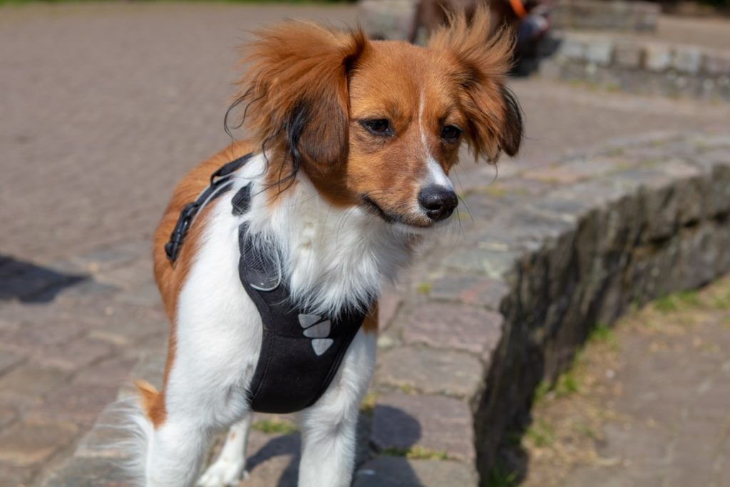 Small dog standing on a small brick wall