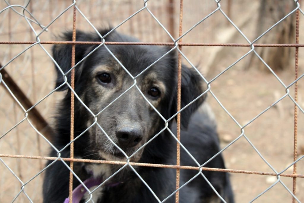 Dog looking through a fence at a doggy daycare