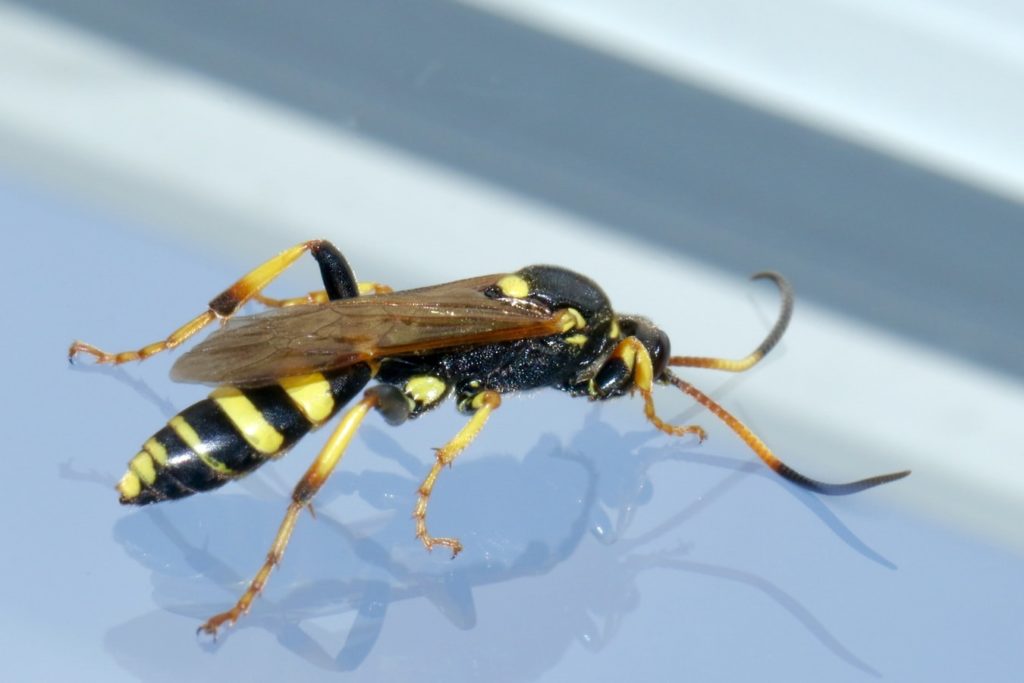 Close up of a wasp