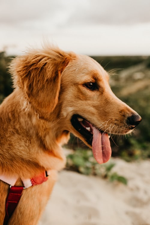 Dog panting while on a hike