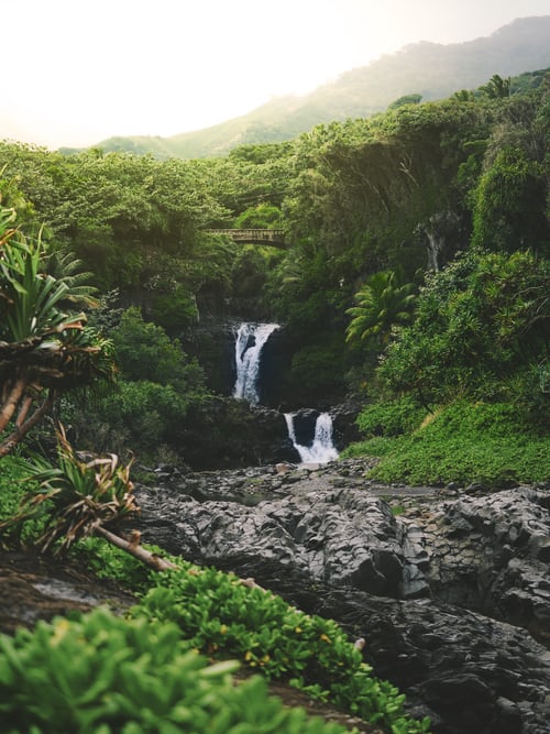 Waterfall tucked away in a dense forest