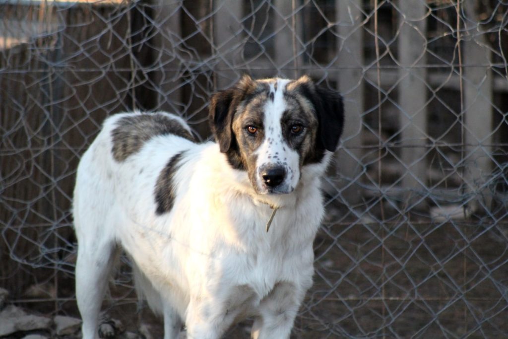 Dog standing and waiting inside a fenced area at a doggy daycare