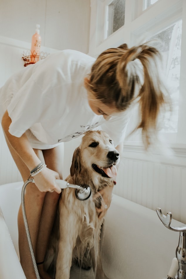 Pet groomer using a shower head to wash a dog