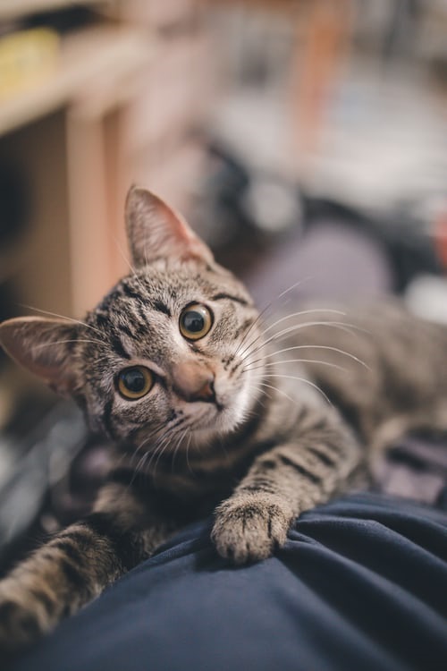 Cat resting on person while looking up at the camera