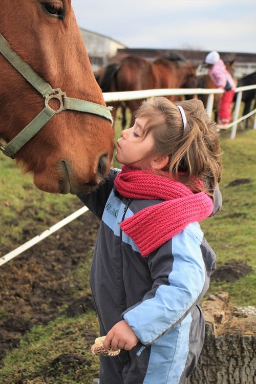 employment as animal assisted therapist