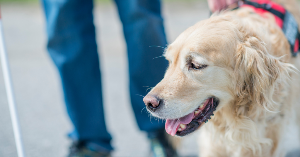 Service Dog in Dog Training Vest