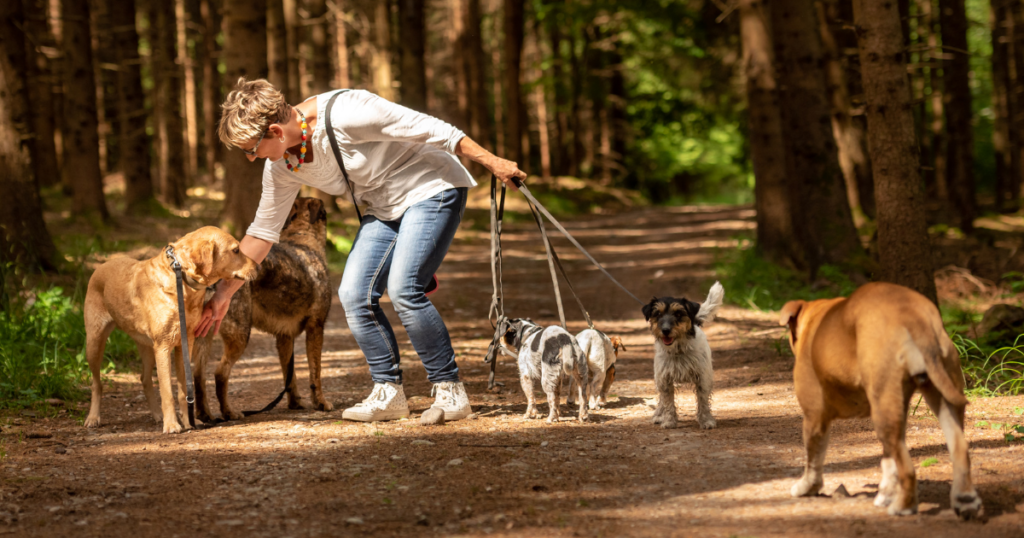 dog walking business