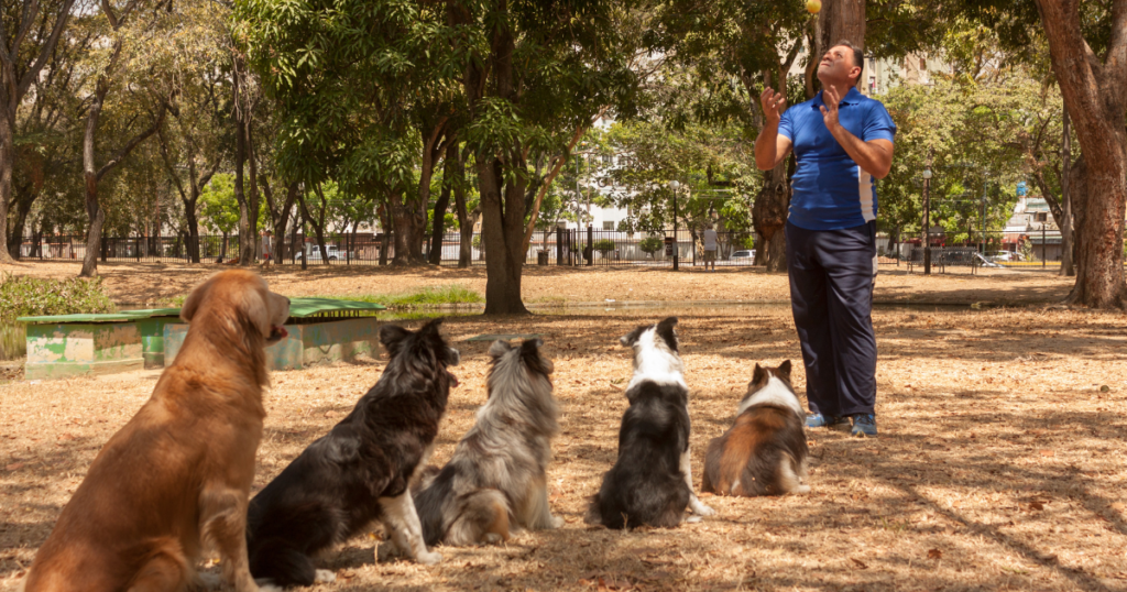 Online dog trainer course