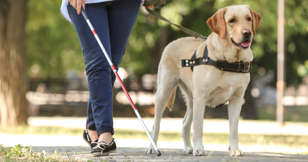 Service Dog Training